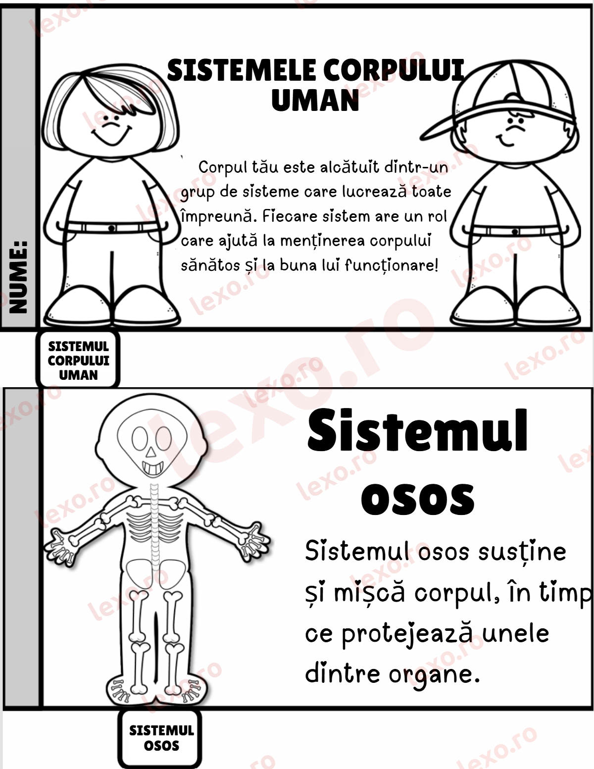 Sistemele corpului uman