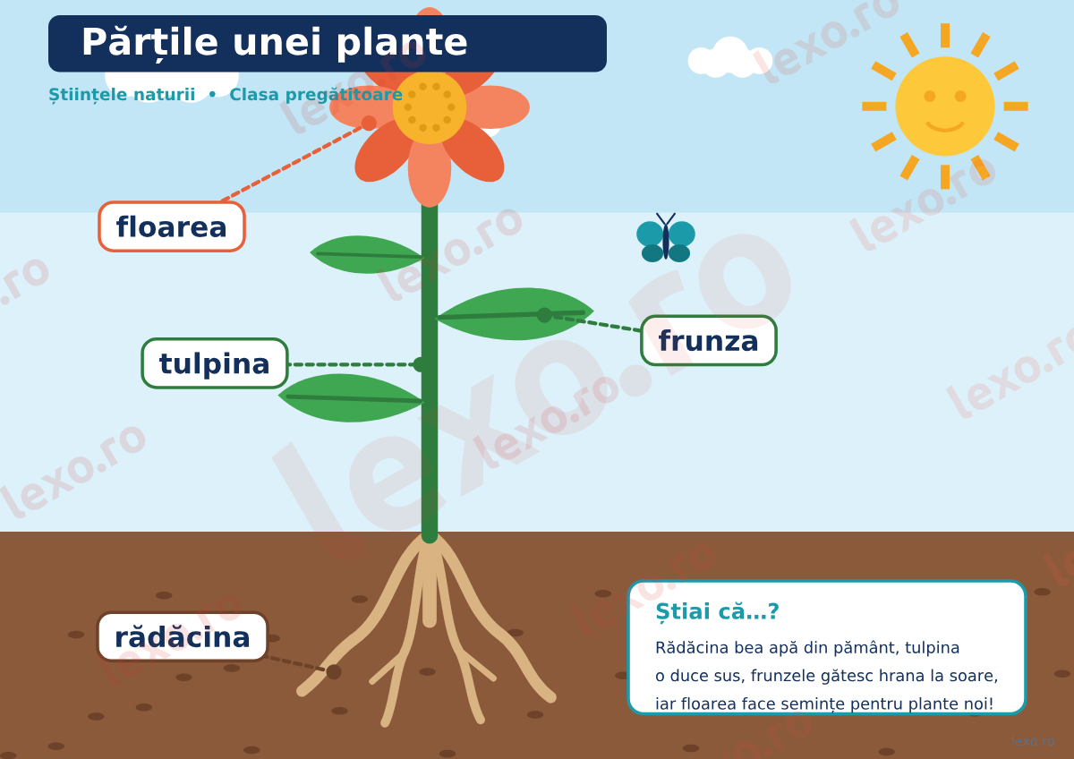 Părțile unei plante — planșă ilustrată